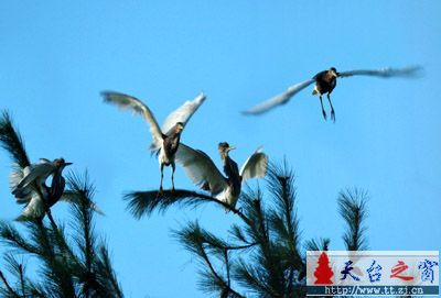 还是白鹭