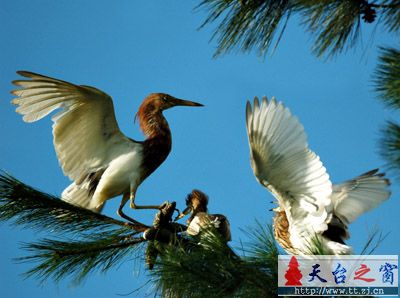 还是白鹭