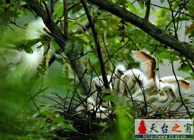 还是白鹭
