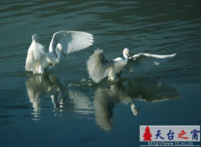 还是白鹭
