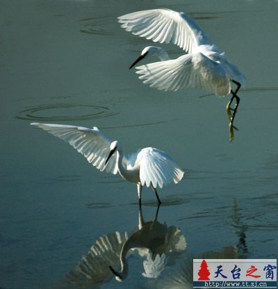 还是白鹭