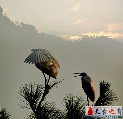 还是白鹭