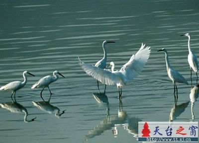 还是白鹭