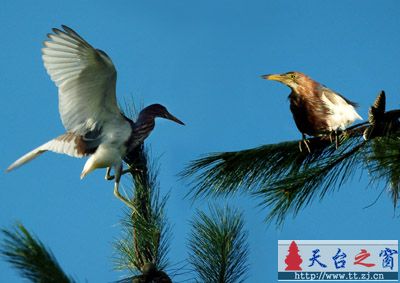还是白鹭