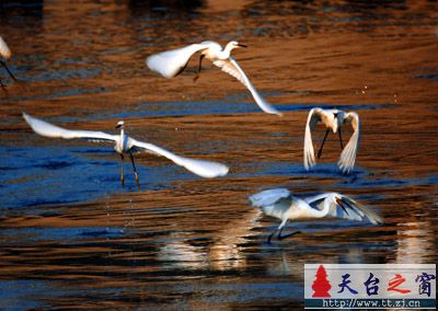 还是白鹭