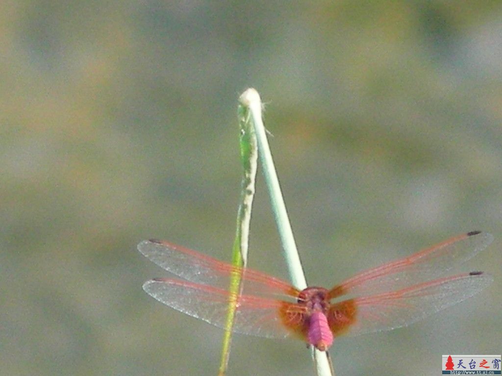 红蜻蜓