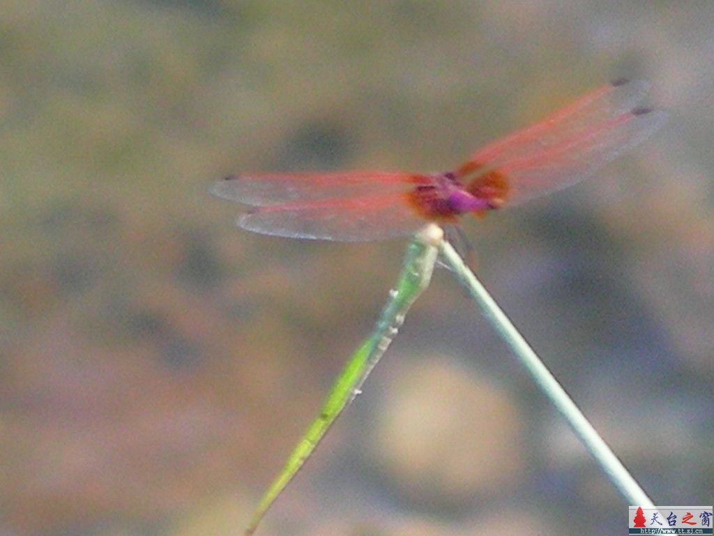 红蜻蜓