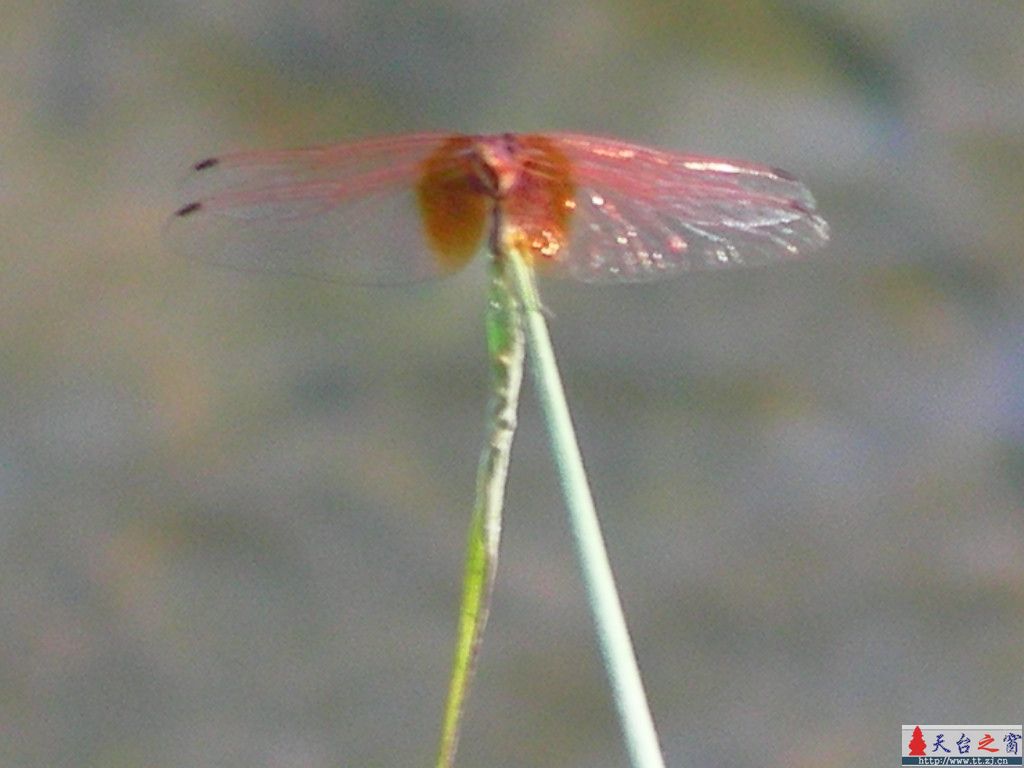 红蜻蜓