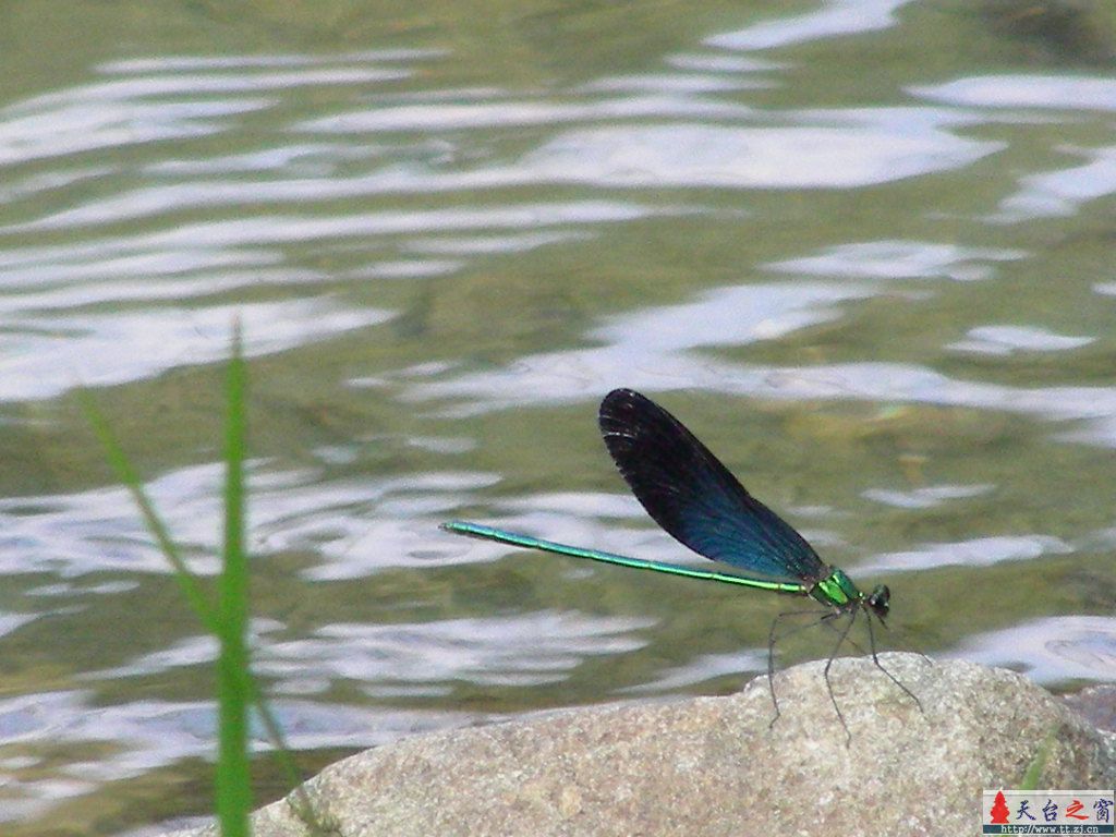 蜻  蜓