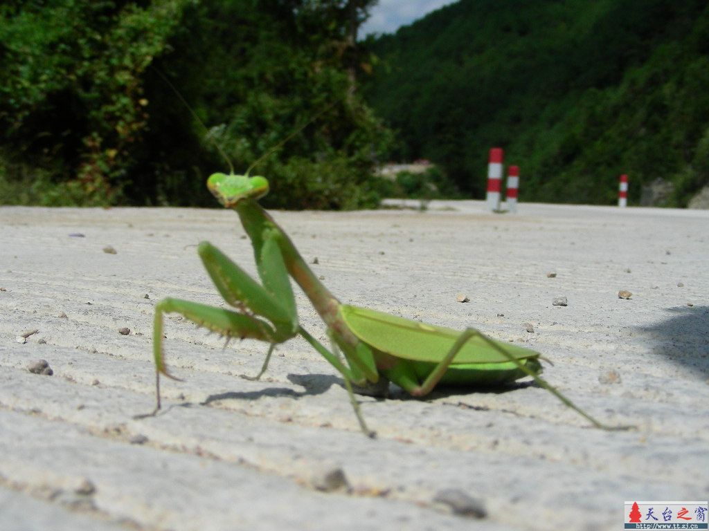 真 宗 螳 螂 功