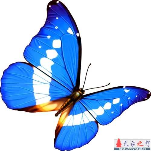 小蝶生日快乐