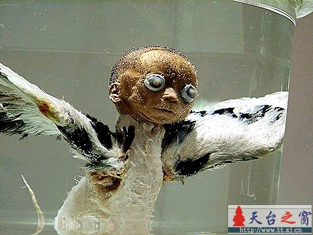 天使的残骸