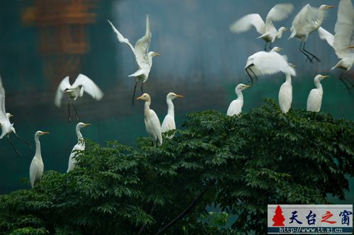 白鹭