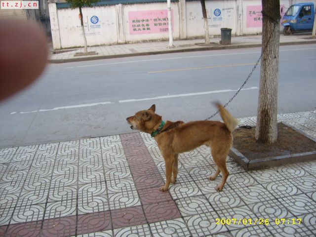 天台街上的狗