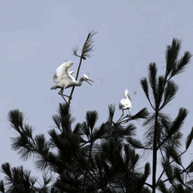 打架