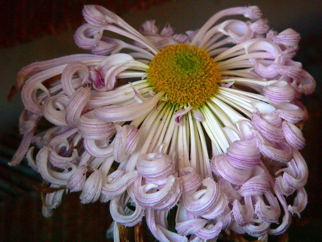 菊    花   赋