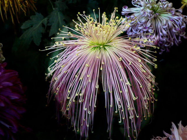 菊    花   赋