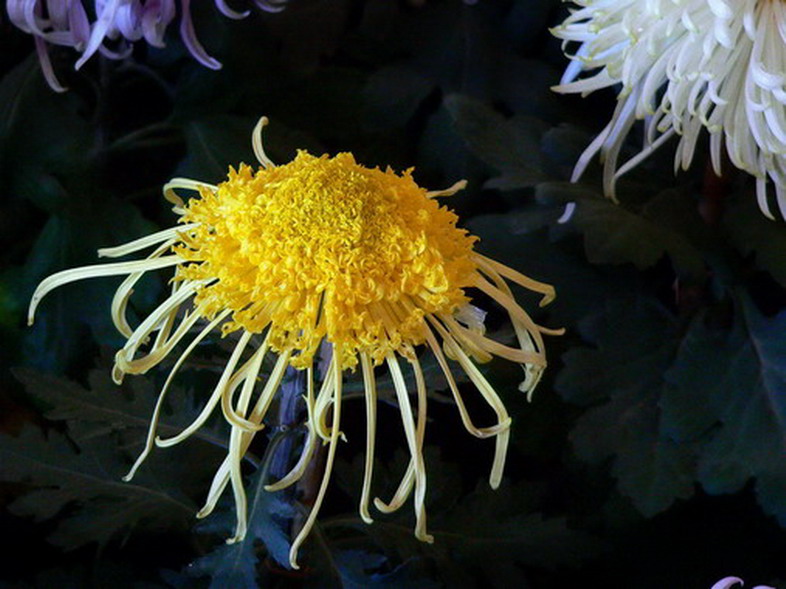 菊    花   赋