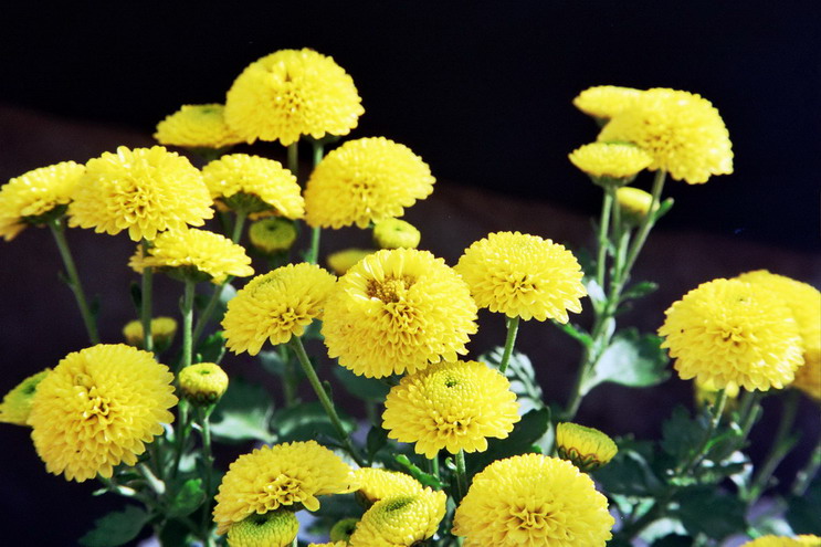 菊    花   赋