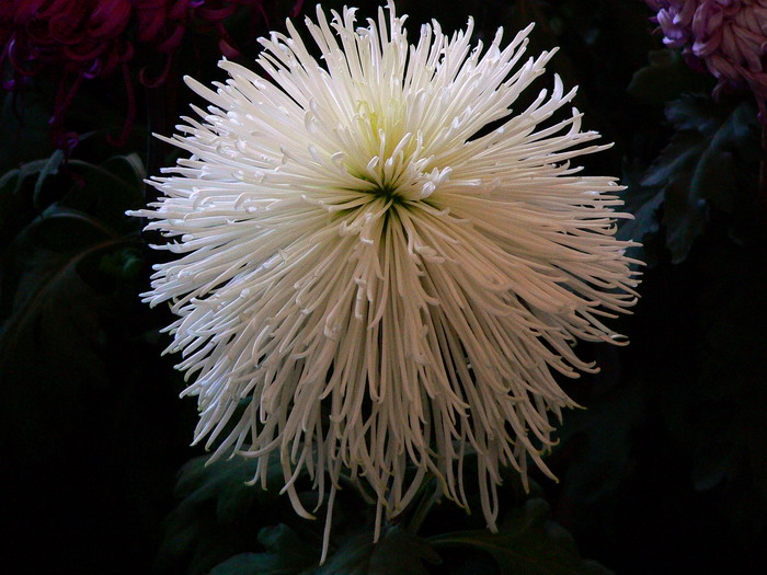 菊    花   赋