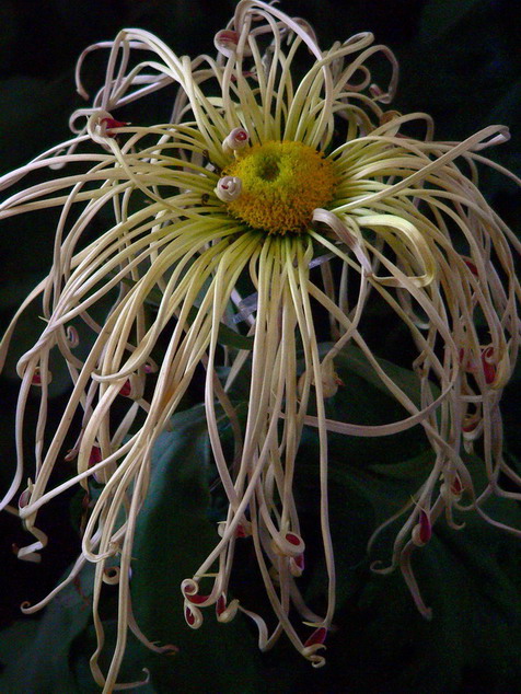 菊    花   赋