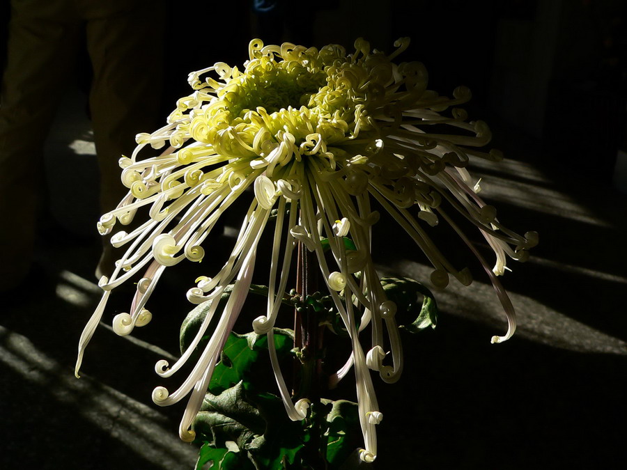 菊    花   赋