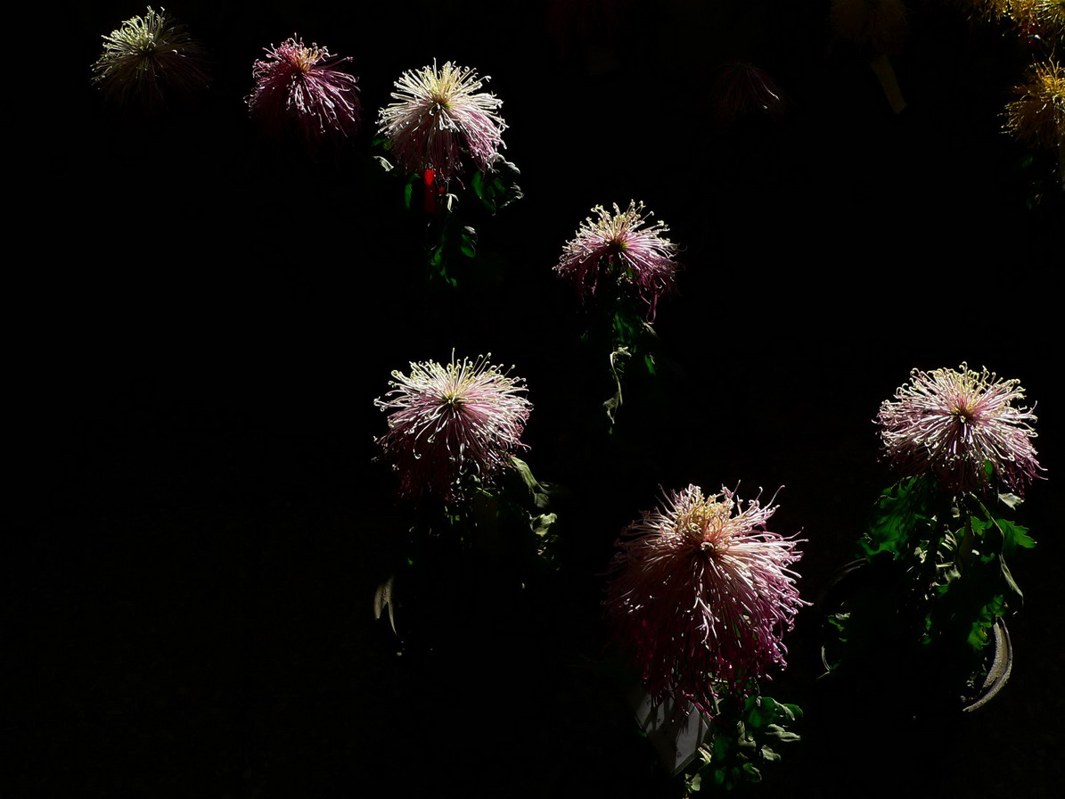 菊    花   赋