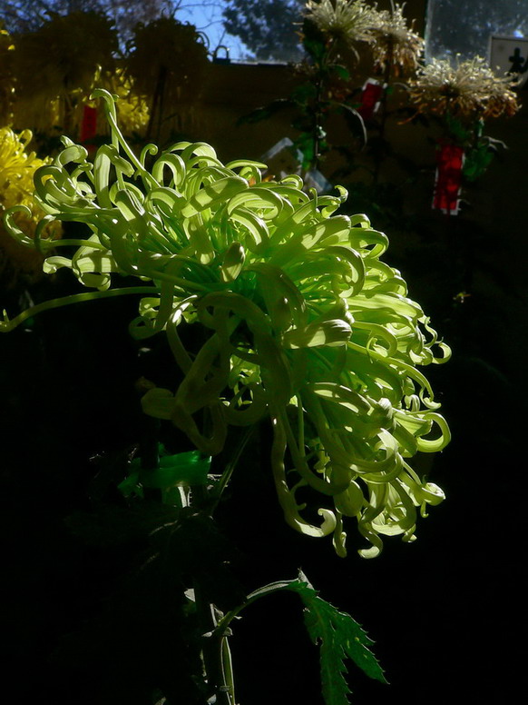菊    花   赋