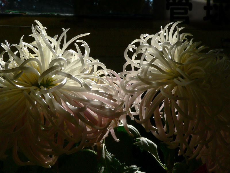 菊    花   赋