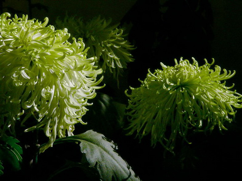 菊    花   赋