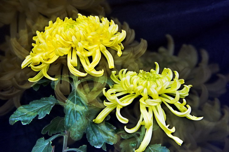 菊    花   赋