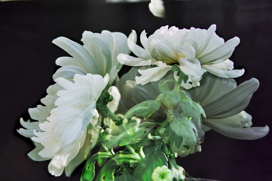 菊    花   赋