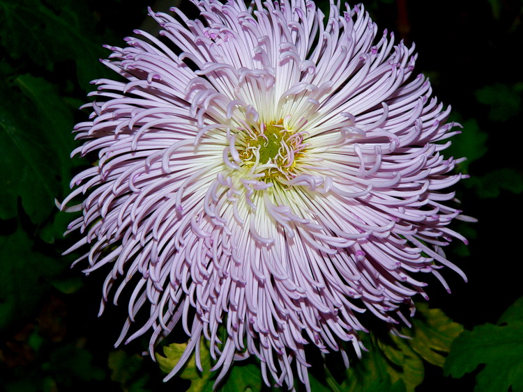 菊    花   赋