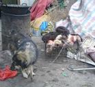 工人路洪记面馆老板，求求你别再去杀善良的狗狗