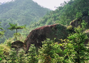 九遮青山埋忠魂