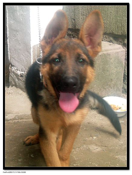 [分享]偶家的小黑