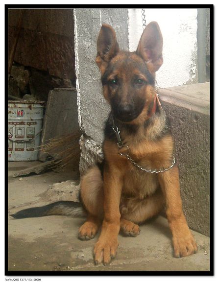 [分享]偶家的小黑