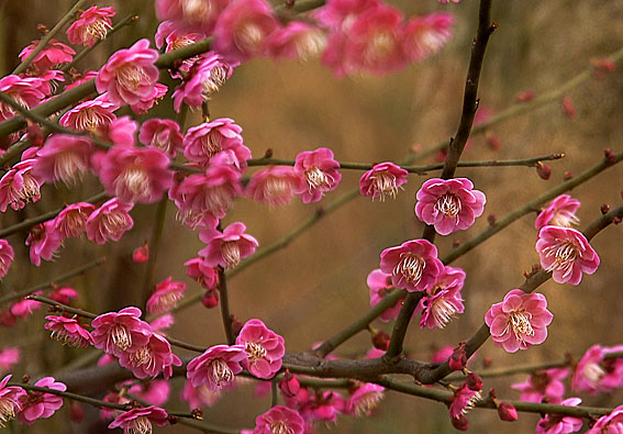 花儿开了2007-2-26