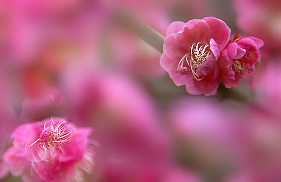 花儿开了2007-2-26