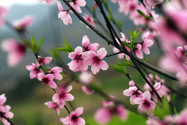 今天拍的桃 花  〔请前辈们指导〕