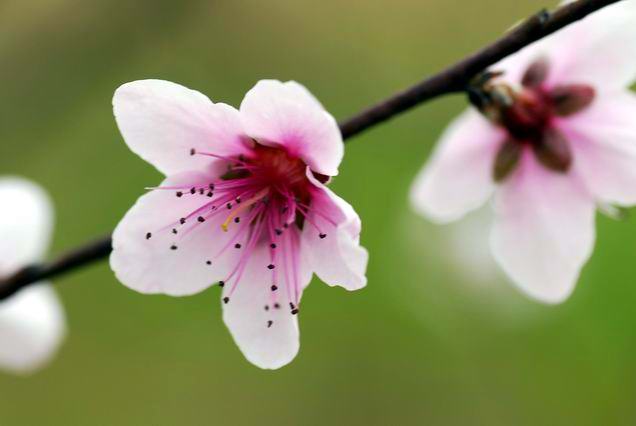 今天拍的桃 花  〔请前辈们指导〕
