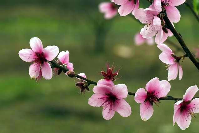 今天拍的桃 花  〔请前辈们指导〕