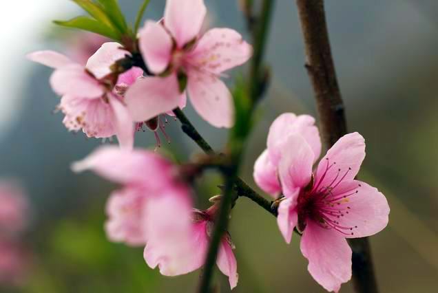 今天拍的桃 花  〔请前辈们指导〕