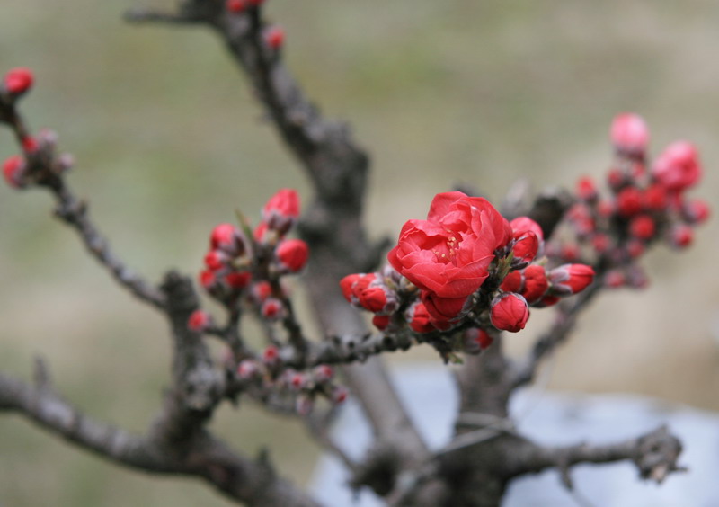桃花（龙溪电站）