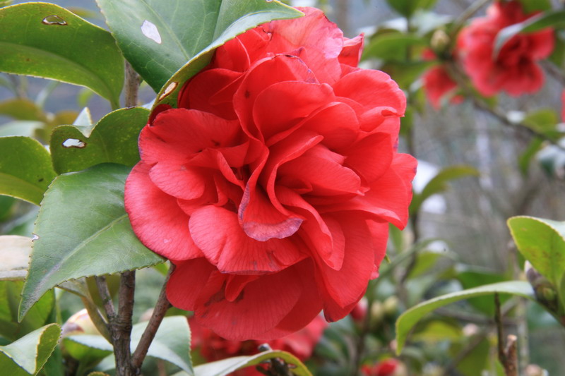 桃花（龙溪电站）