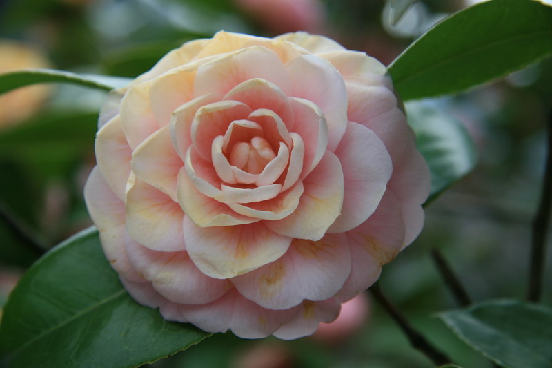 桃花（龙溪电站）