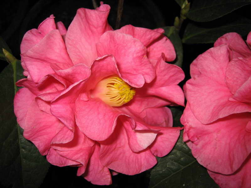 美丽的茶花````