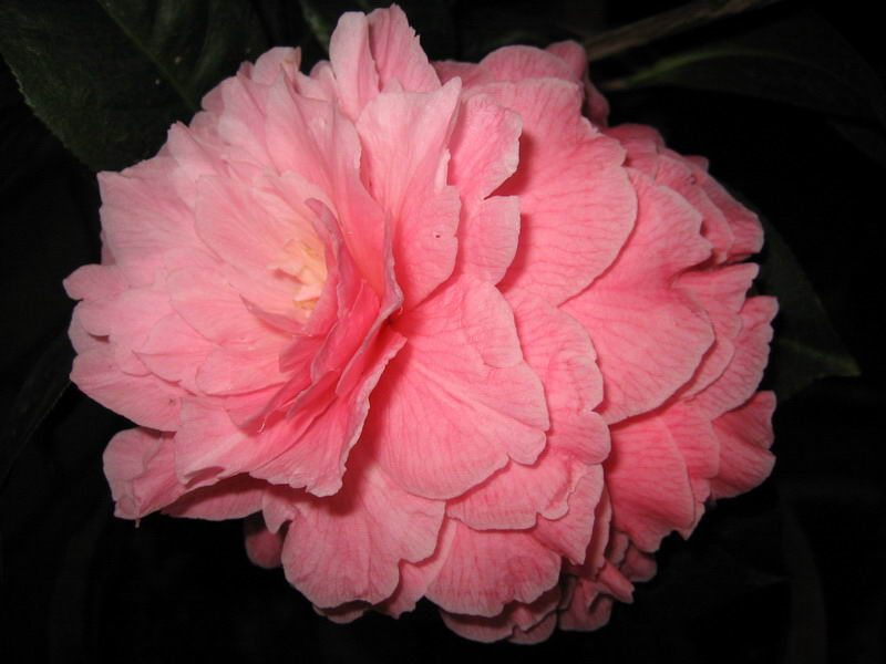 美丽的茶花````