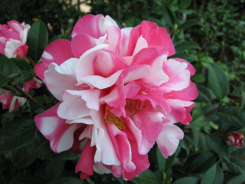 美丽的茶花````