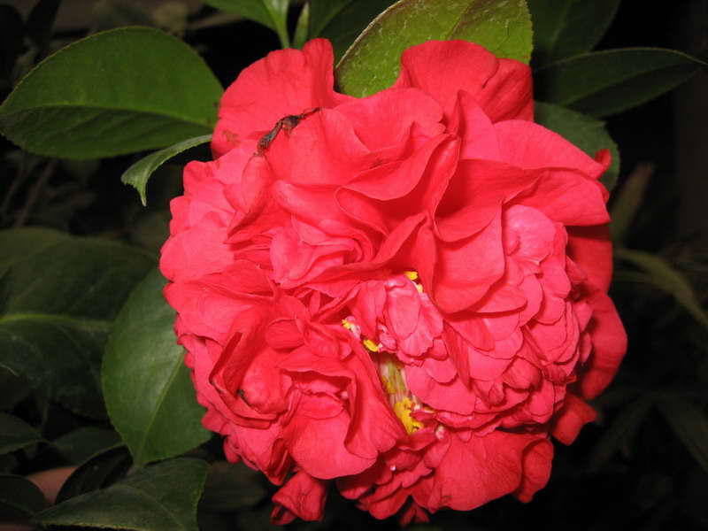 美丽的茶花````